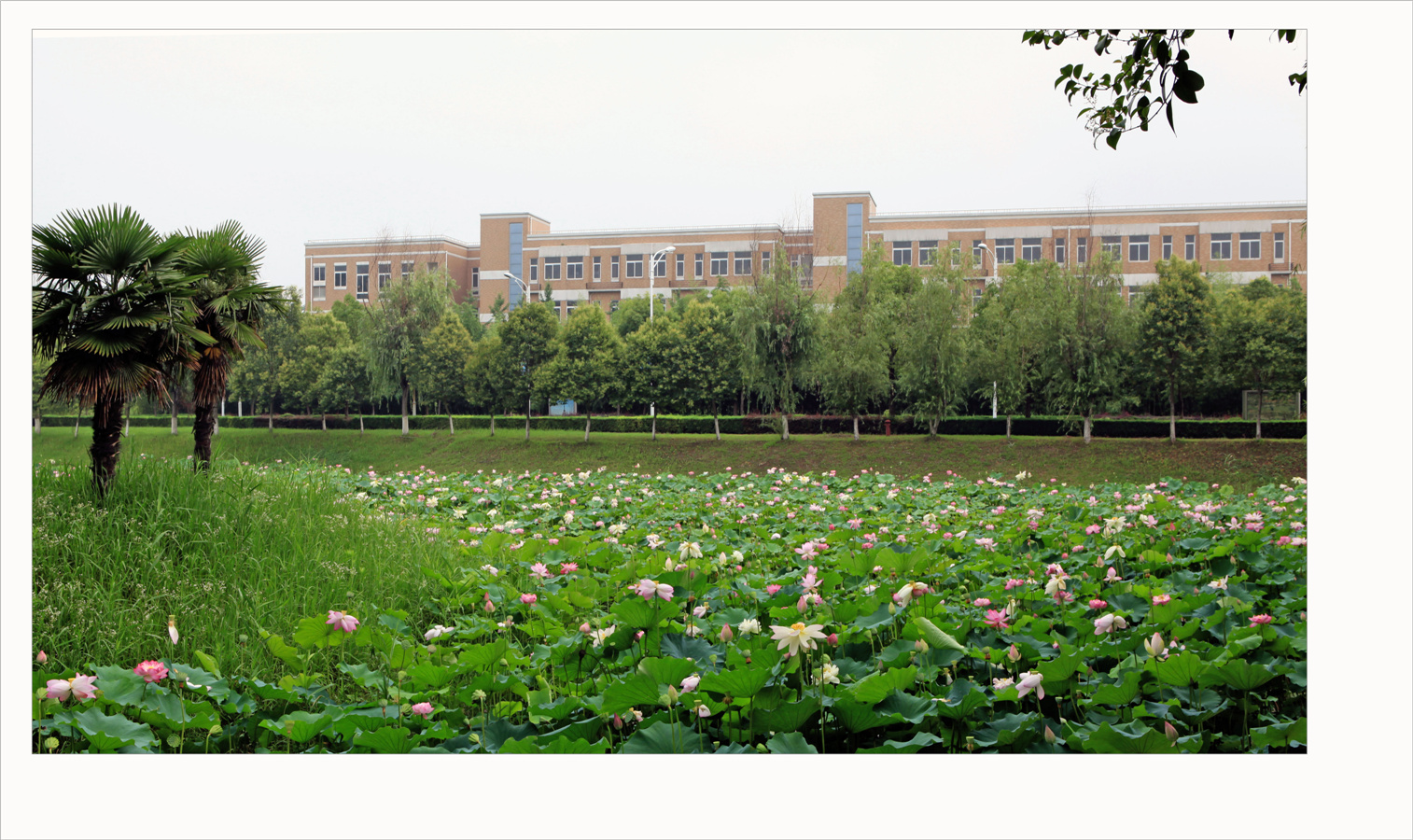 江苏食品药品职业技术学院校园风景